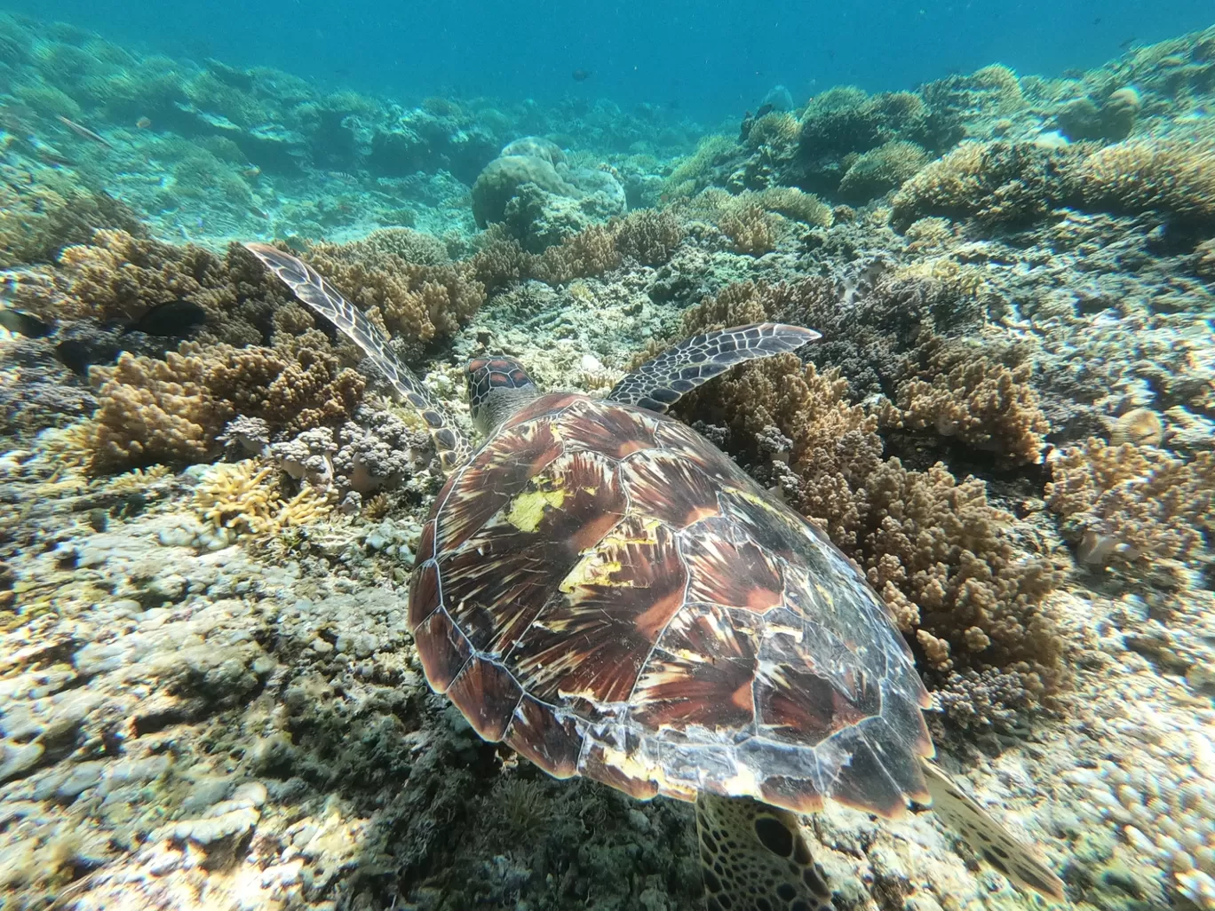 Photo of Gili Islands By Ayush Mittal