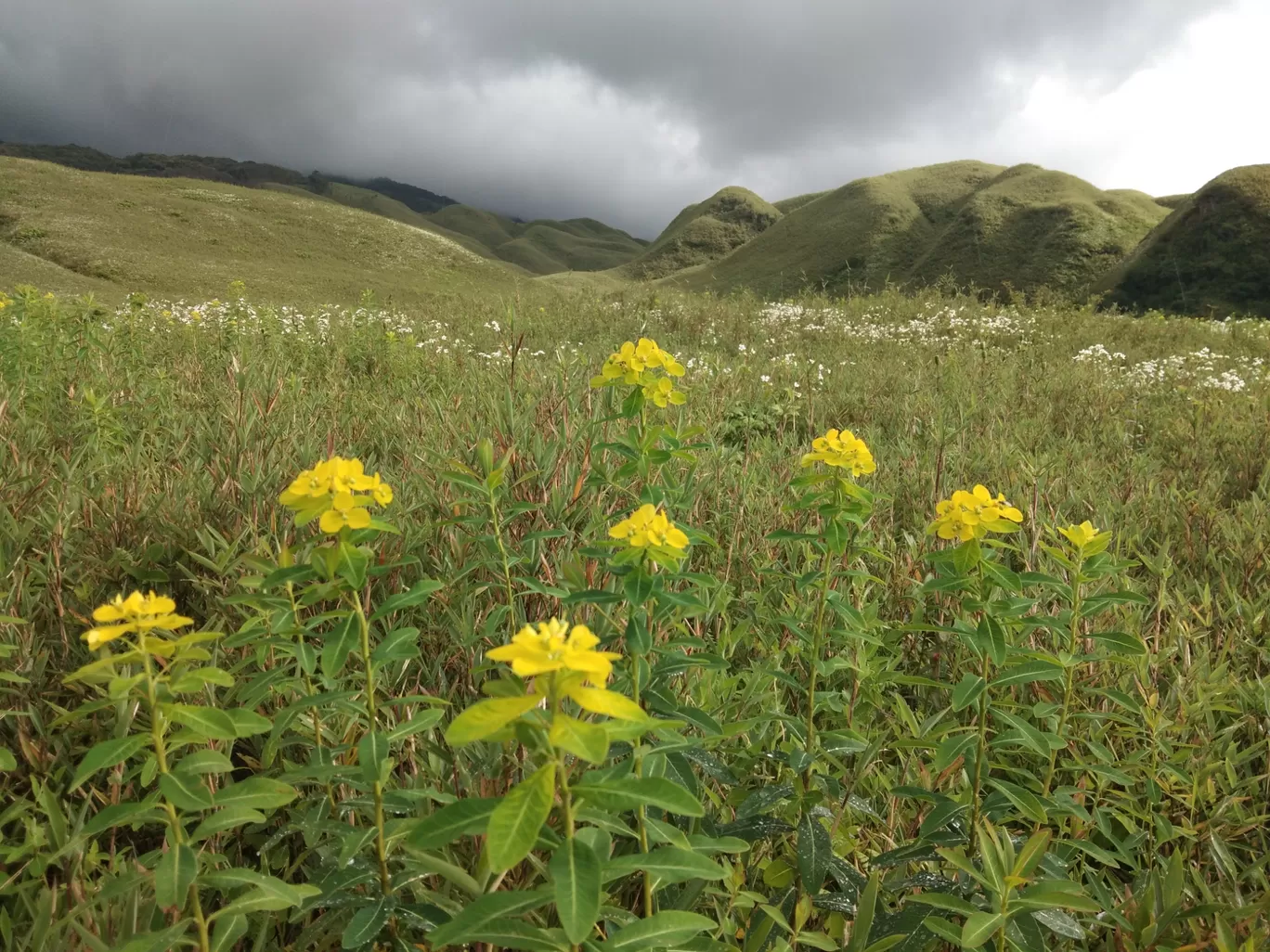 Photo of Dzükou Valley By NORTH EAST SOJOURN TRAVELS