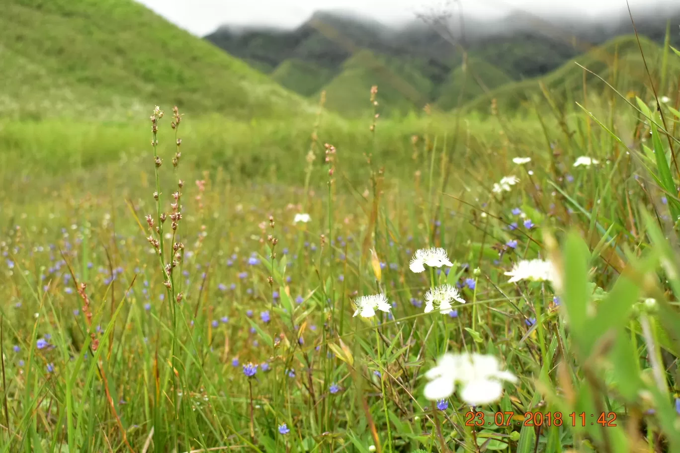 Photo of Dzükou Valley By NORTH EAST SOJOURN TRAVELS