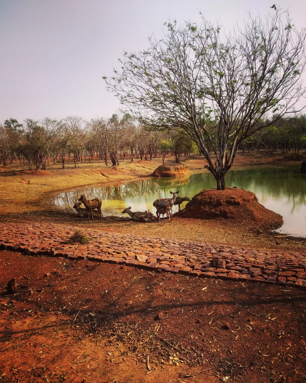 Photo of Nandanvan Jungle Safari By Kriti Ghai