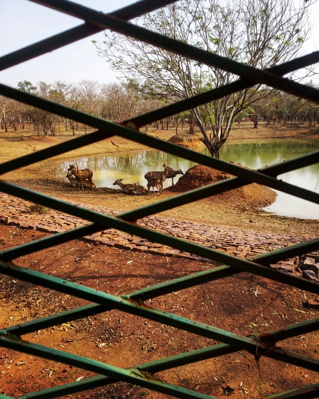 Photo of Nandanvan Jungle Safari By Kriti Ghai