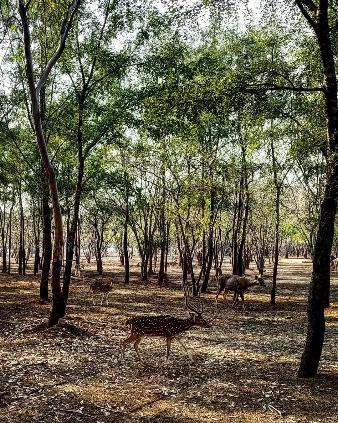 Photo of Nandanvan Jungle Safari By Kriti Ghai