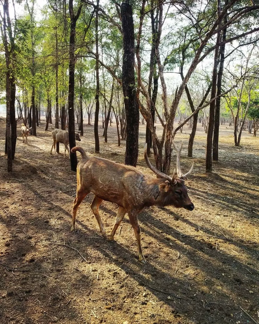 Photo of Nandanvan Jungle Safari By Kriti Ghai