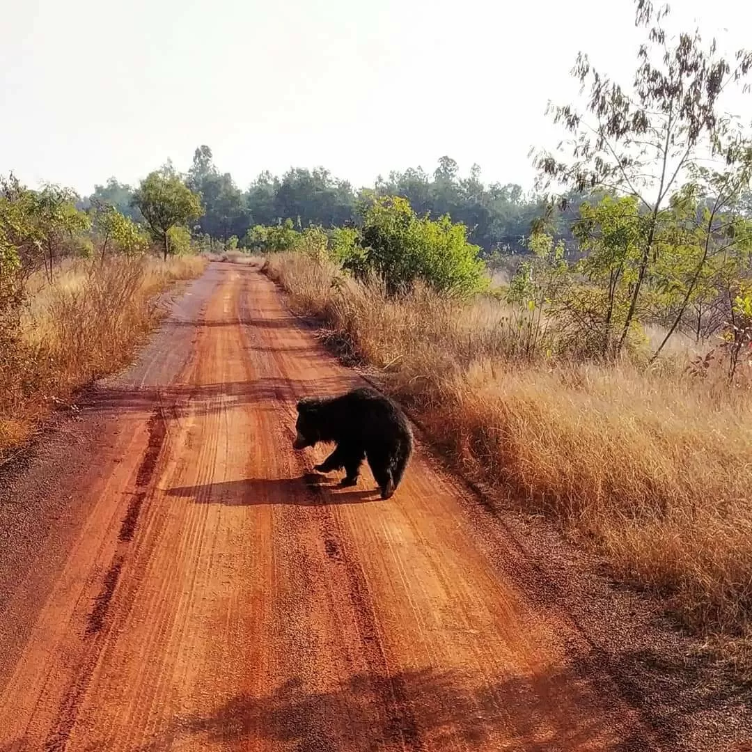 Photo of Nandanvan Jungle Safari By Kriti Ghai