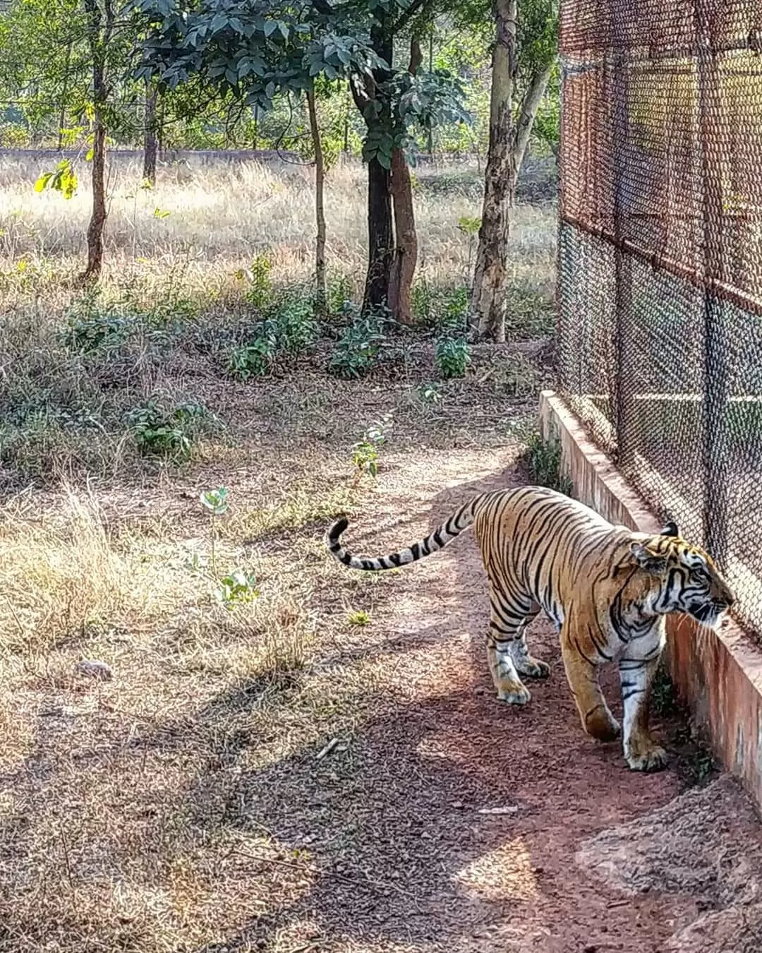 Photo of Nandanvan Jungle Safari By Kriti Ghai