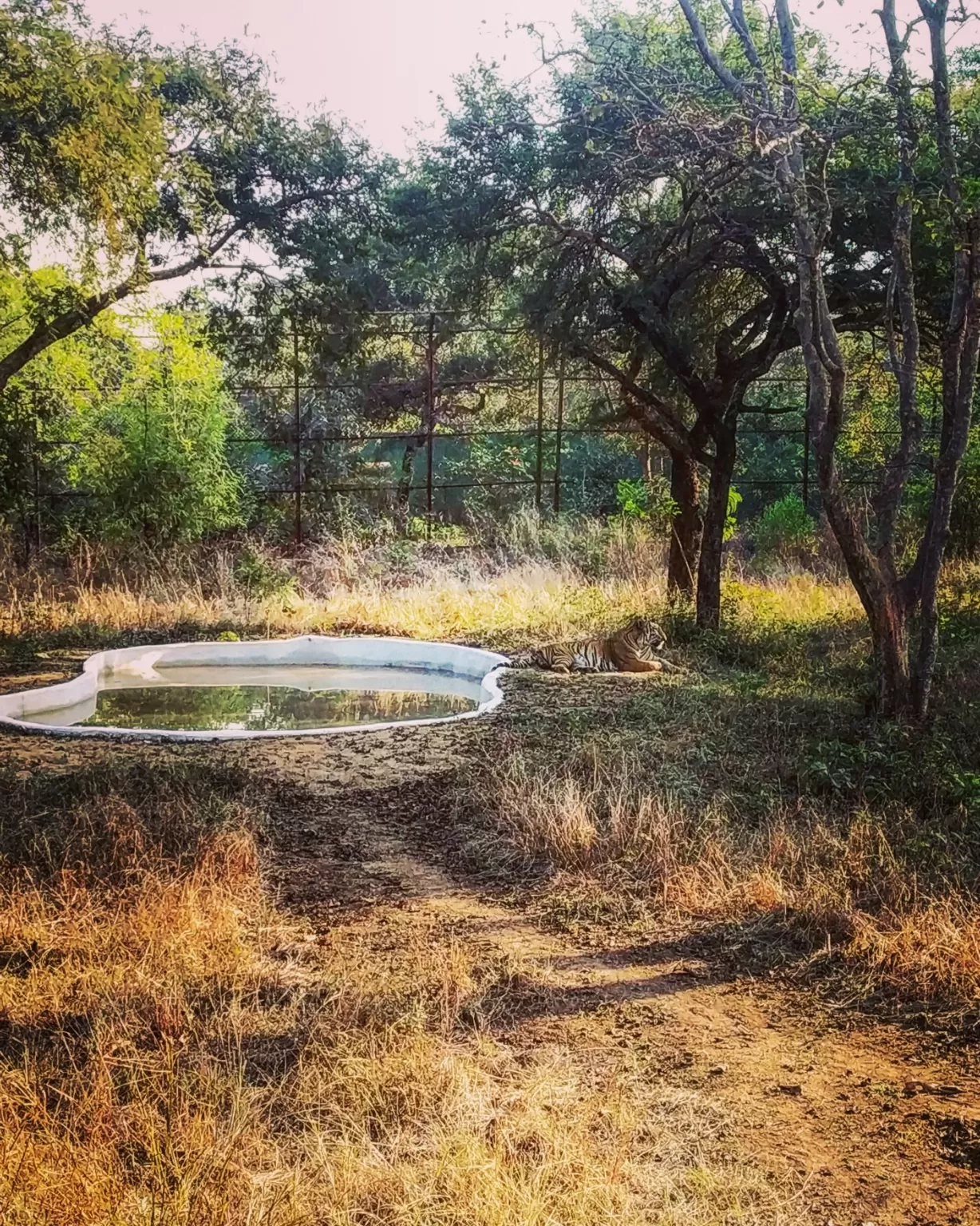 Photo of Nandanvan Jungle Safari By Kriti Ghai