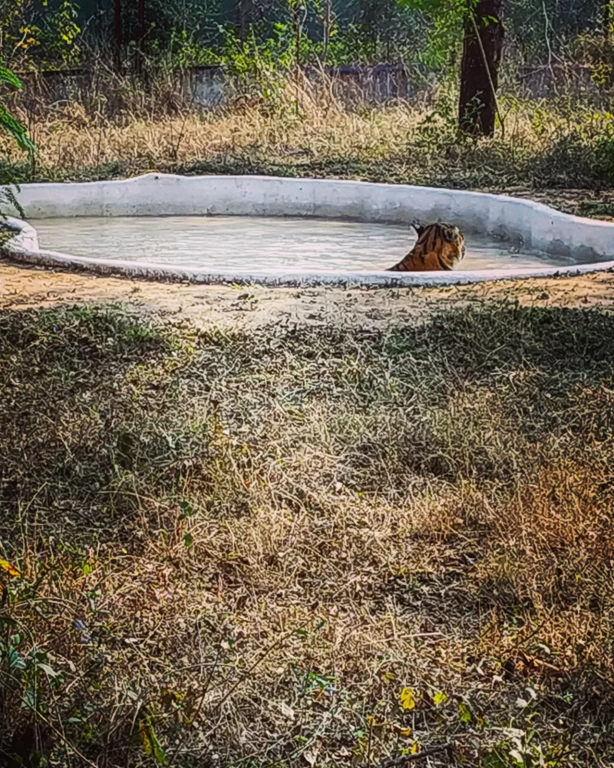 Photo of Nandanvan Jungle Safari By Kriti Ghai