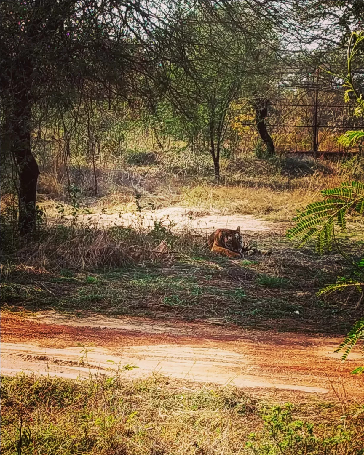 Photo of Nandanvan Jungle Safari By Kriti Ghai