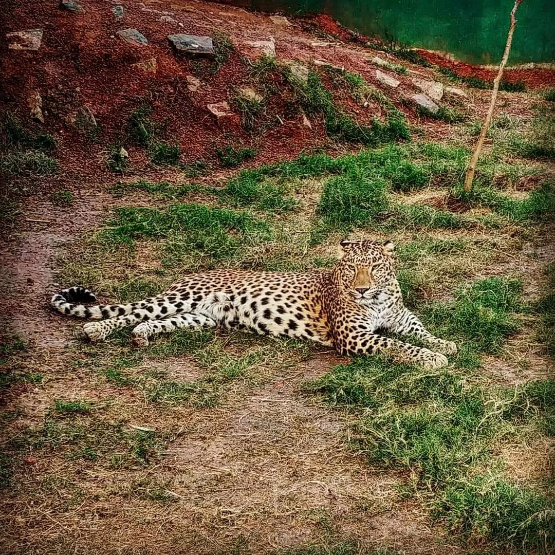 Photo of Nandanvan Jungle Safari By Kriti Ghai