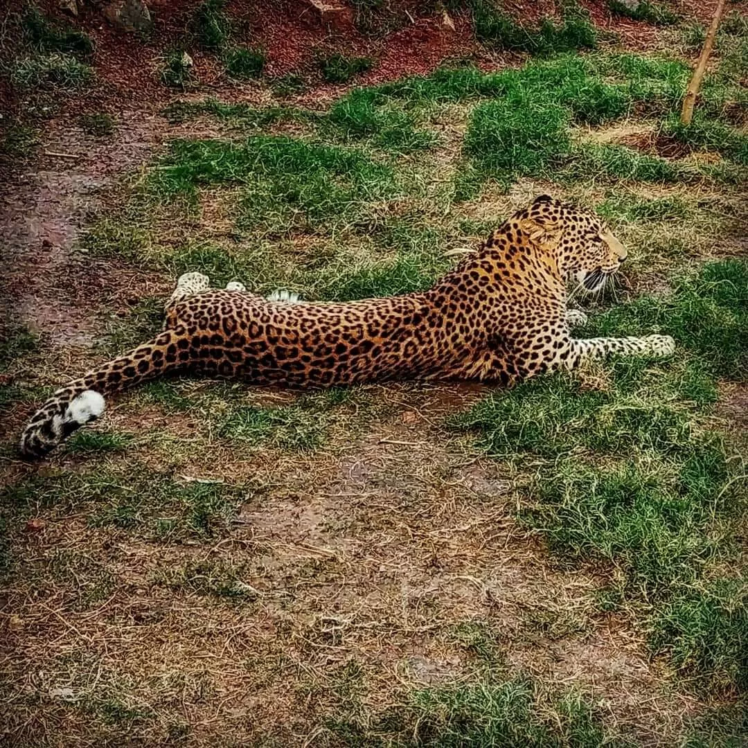Photo of Nandanvan Jungle Safari By Kriti Ghai