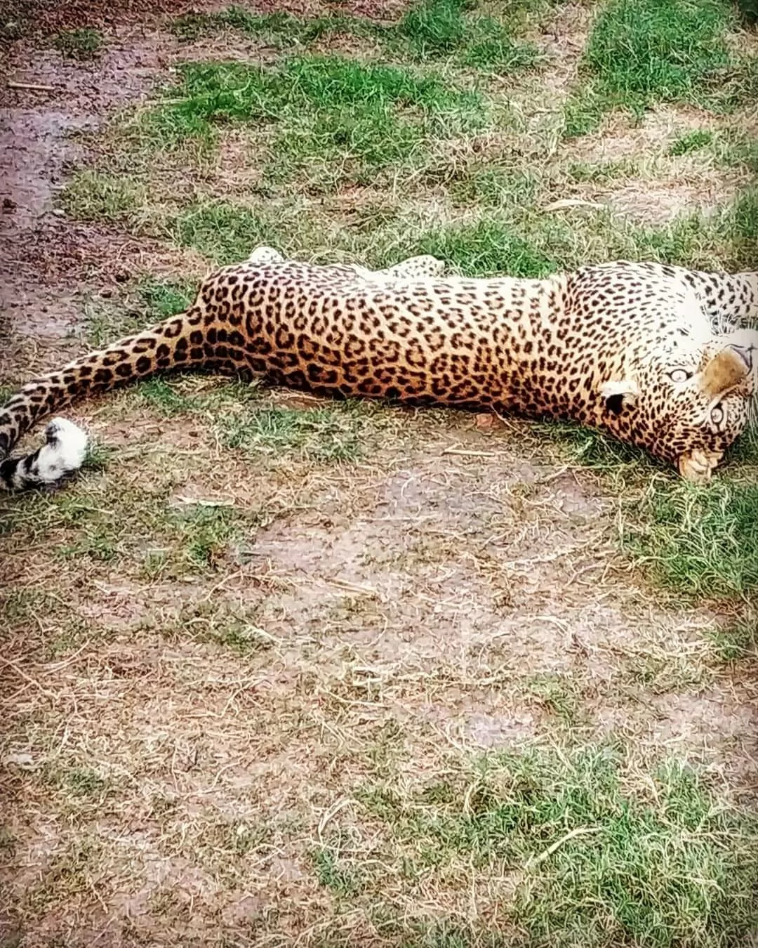 Photo of Nandanvan Jungle Safari By Kriti Ghai