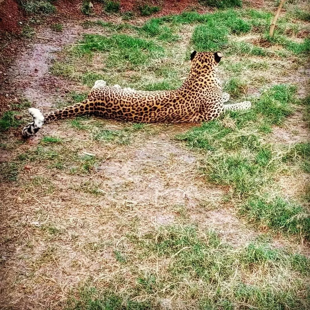 Photo of Nandanvan Jungle Safari By Kriti Ghai