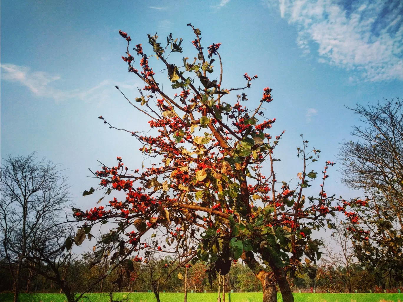 Photo of Nandanvan Jungle Safari By Kriti Ghai