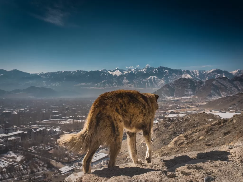 Photo of LEH LADAKH By Imnarki