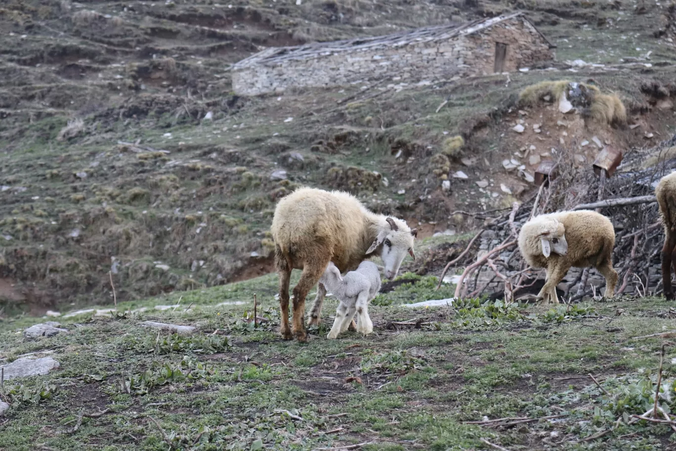 Photo of Bedni bugyal By Rahul Rakholiya