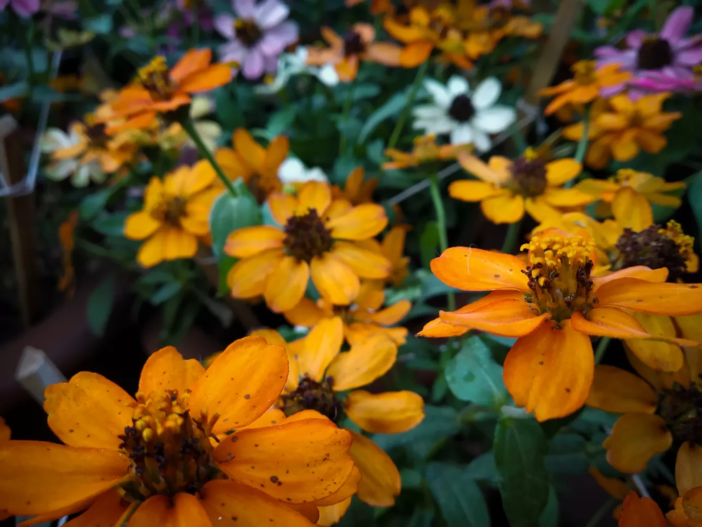 Photo of Lalbagh Botanical Garden By Hithesh Bhat