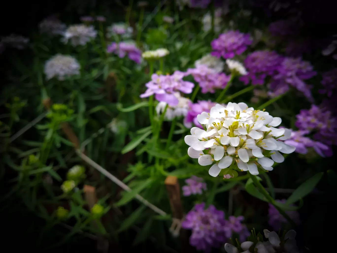 Photo of Lalbagh Botanical Garden By Hithesh Bhat