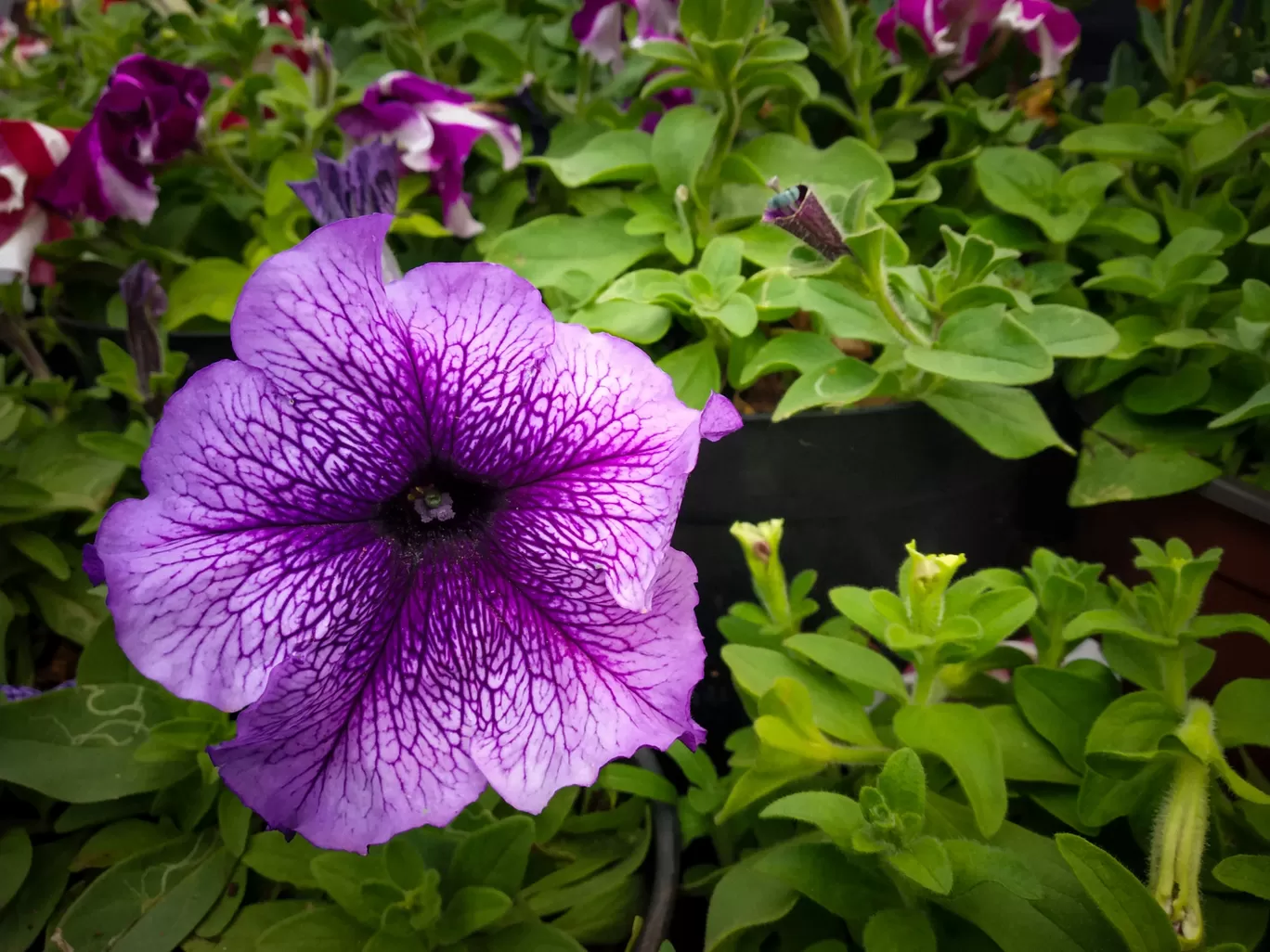 Photo of Lalbagh Botanical Garden By Hithesh Bhat