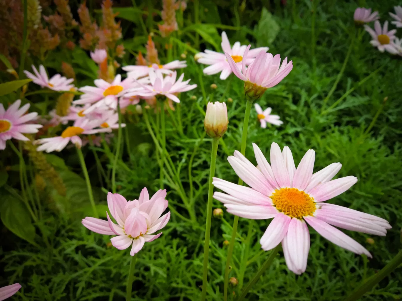 Photo of Lalbagh Botanical Garden By Hithesh Bhat
