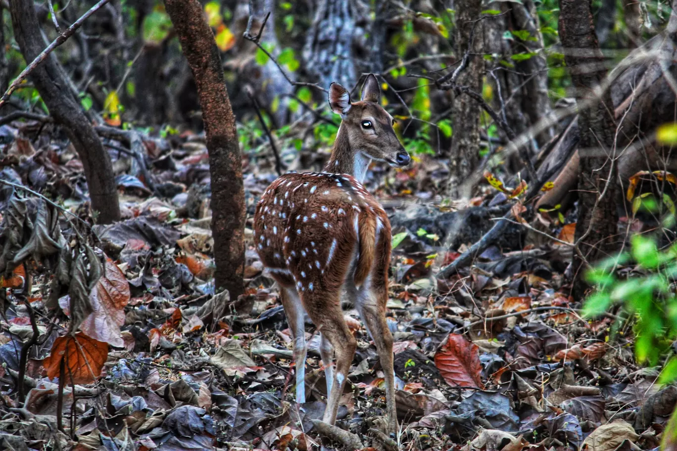Photo of Sasan Gir By Bhavin Patel