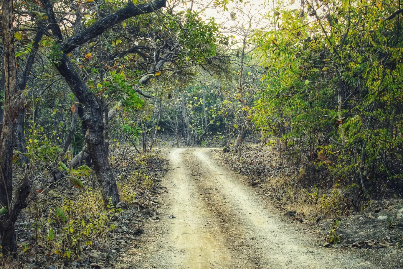 Photo of Sasan Gir By Bhavin Patel