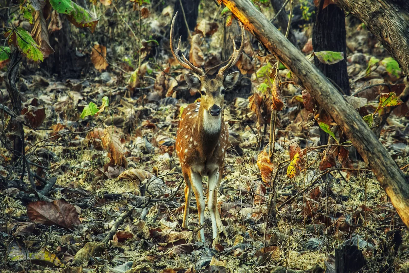 Photo of Sasan Gir By Bhavin Patel