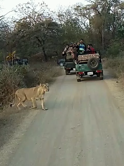 Photo of Sasan Gir By Bhavin Patel