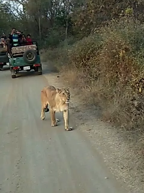 Photo of Sasan Gir By Bhavin Patel