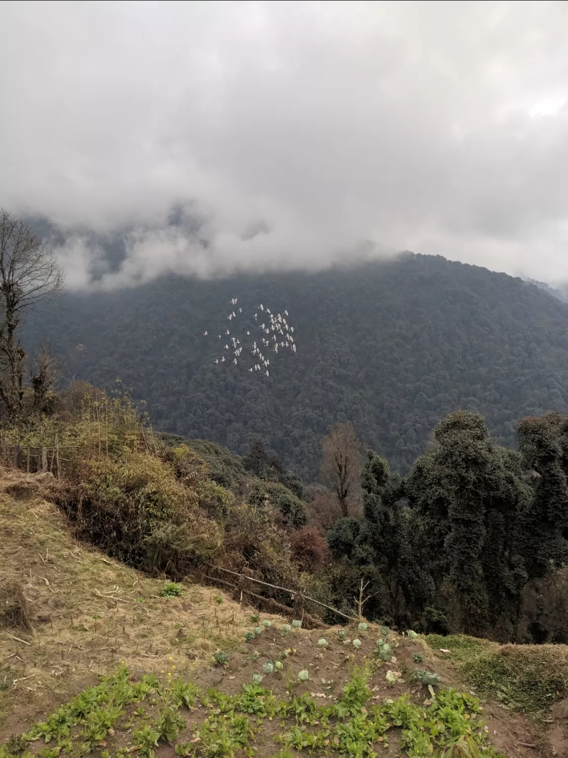 Photo of Goecha La Trek By Rohith 