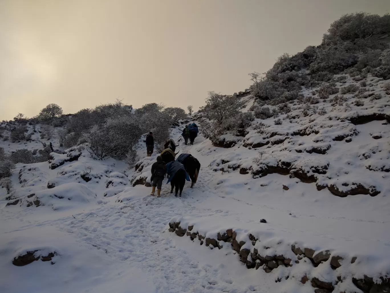 Photo of Goecha La Trek By Rohith 