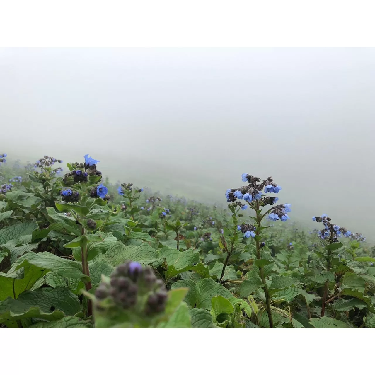 Photo of Kalsubai Trek By Siddharth Jain