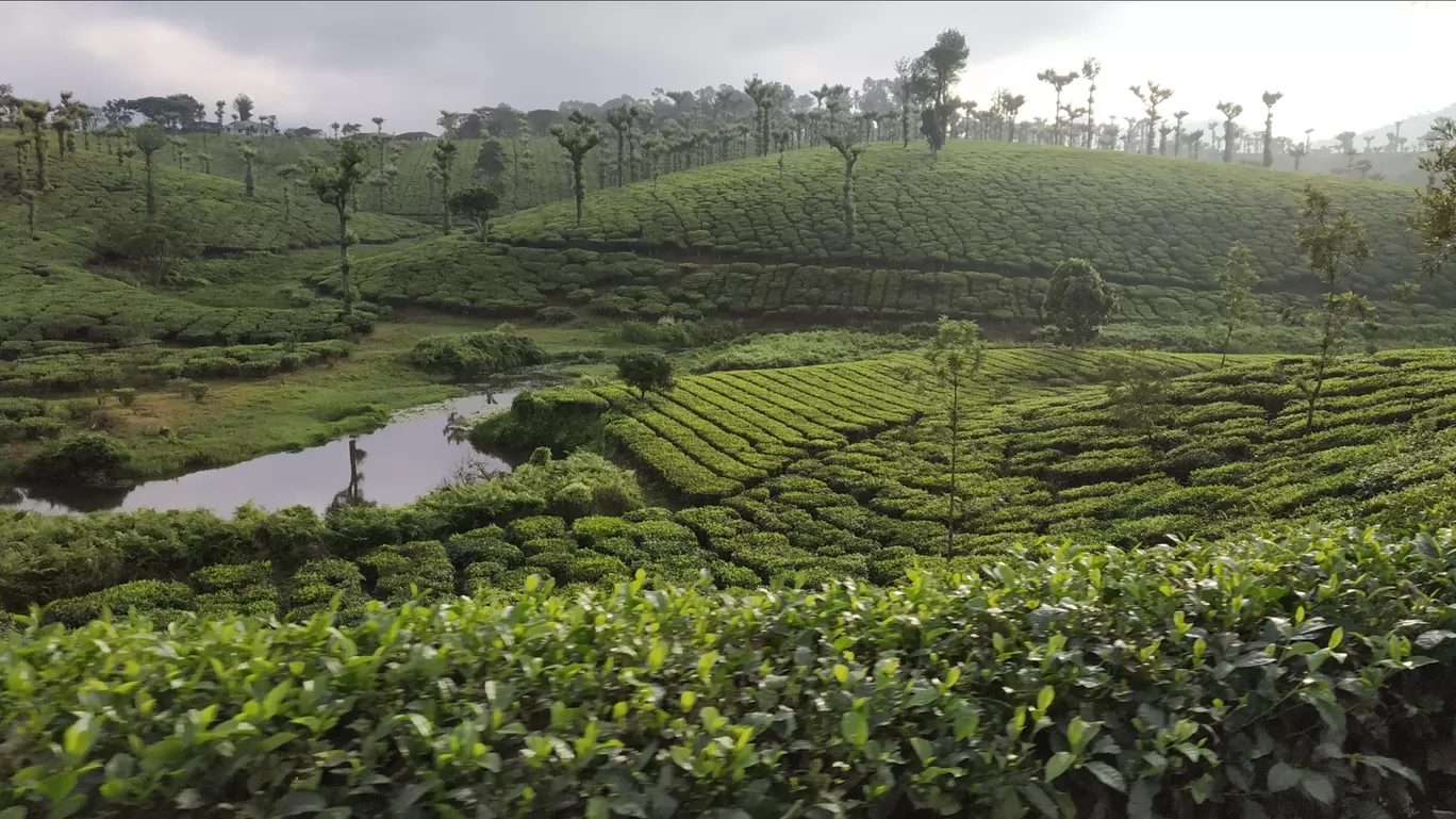 Photo of Nelliyampathy Hill View 1 By george kollanoor