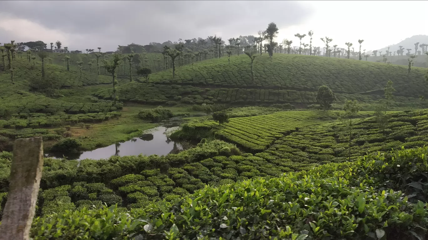 Photo of Nelliyampathy Hill View 1 By george kollanoor