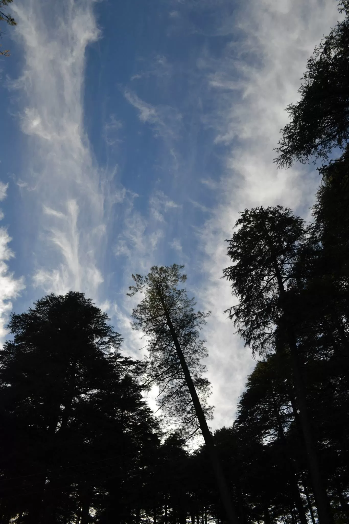 Photo of Patnitop By Asmita Sarkar