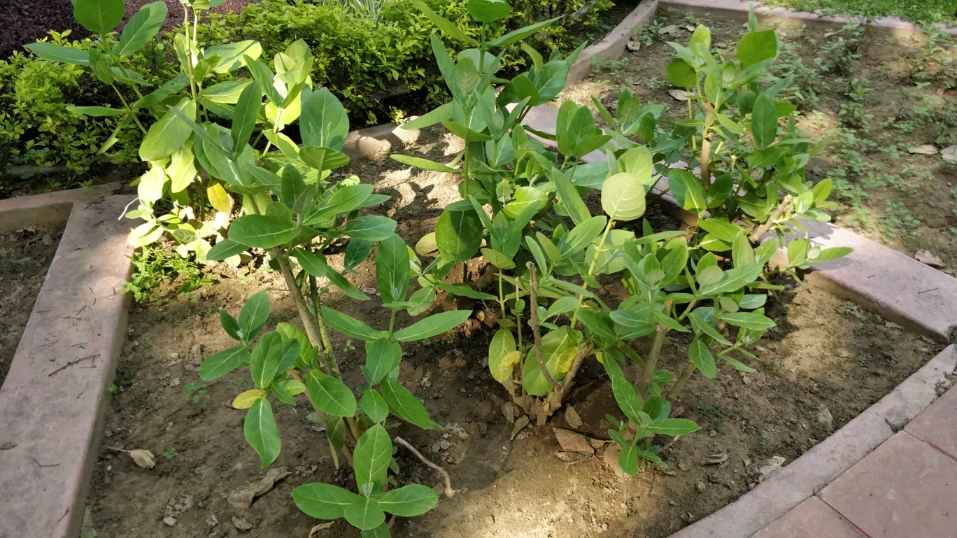Photo of Talkatora Garden By Arjun singh