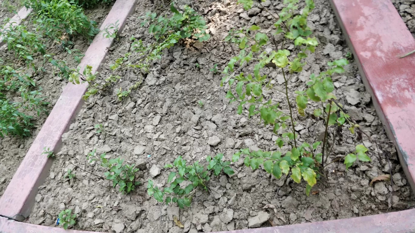 Photo of Talkatora Garden By Arjun singh