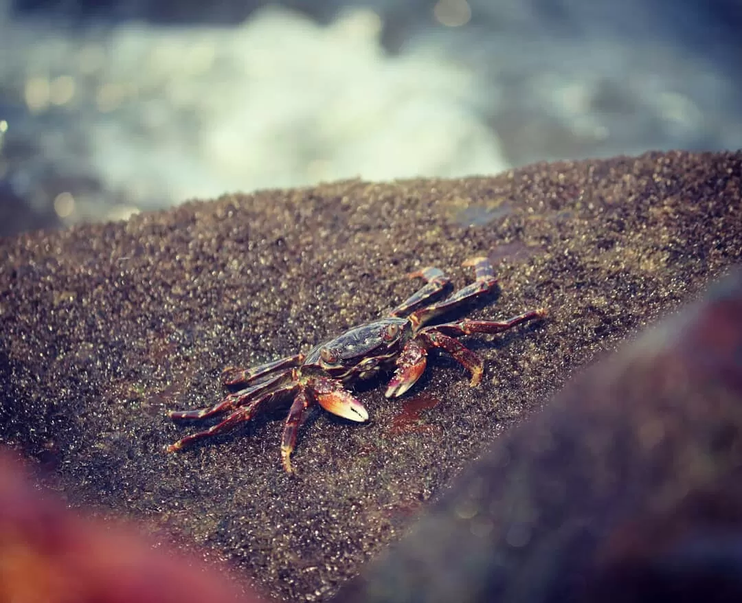 Photo of Goa By PONNMANI @nomadicgirl
