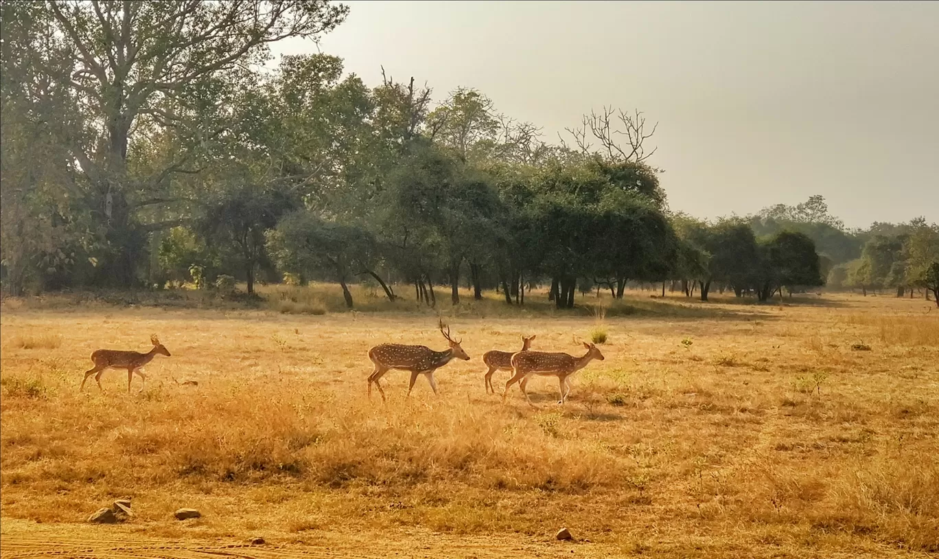 Photo of Tadoba National Park By vimal chavda