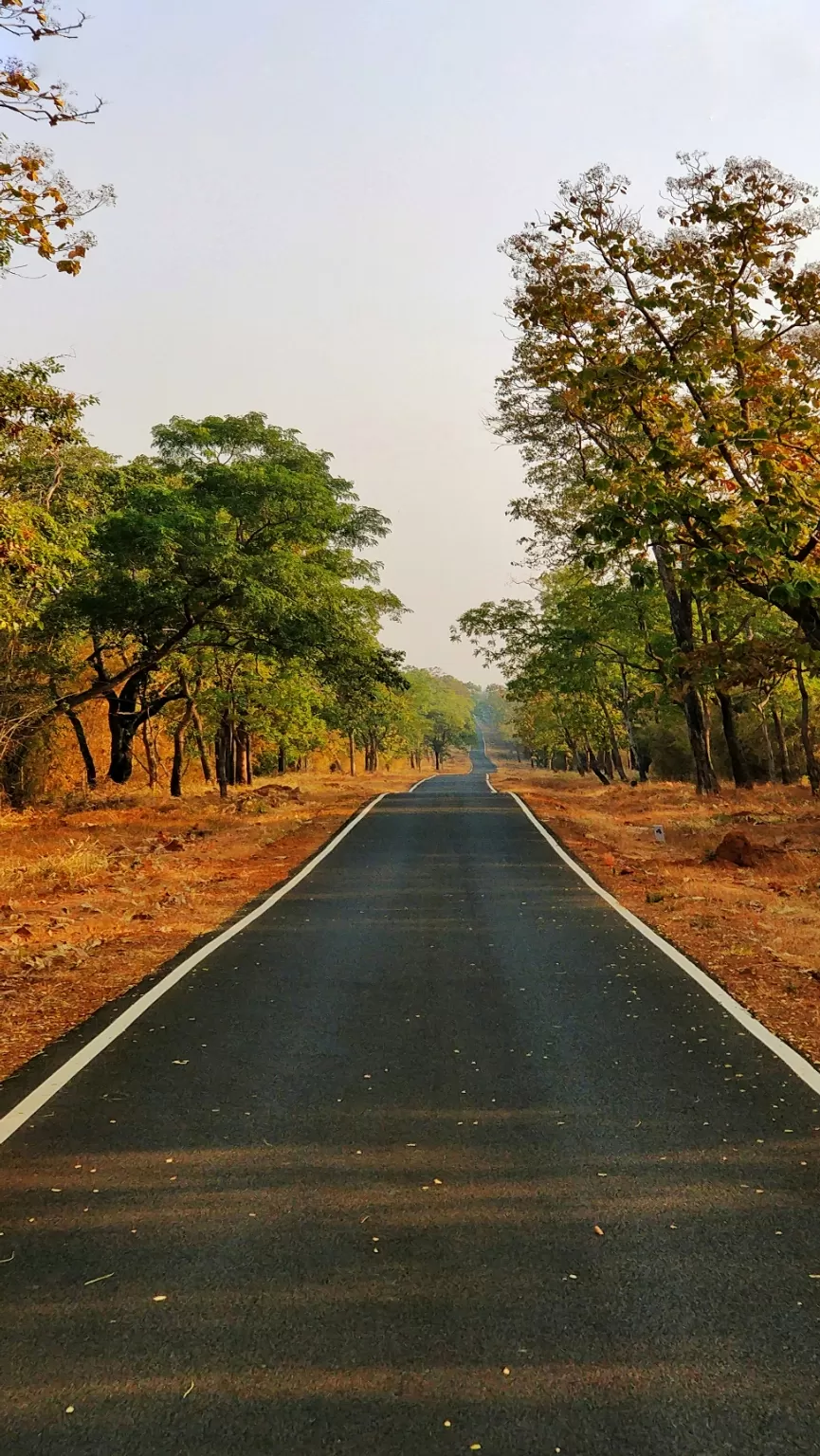 Photo of Tadoba Andhari Tiger Reserve By vimal chavda