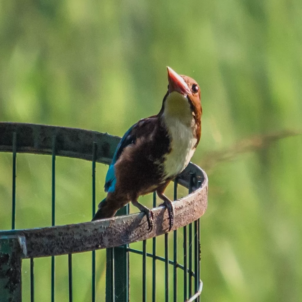 Photo of Sultanpur National Park By Sunny Bharti