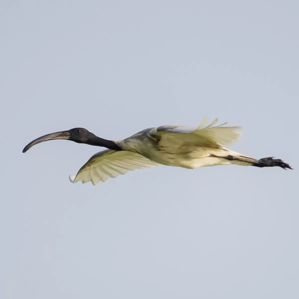 Photo of Sultanpur National Park By Sunny Bharti