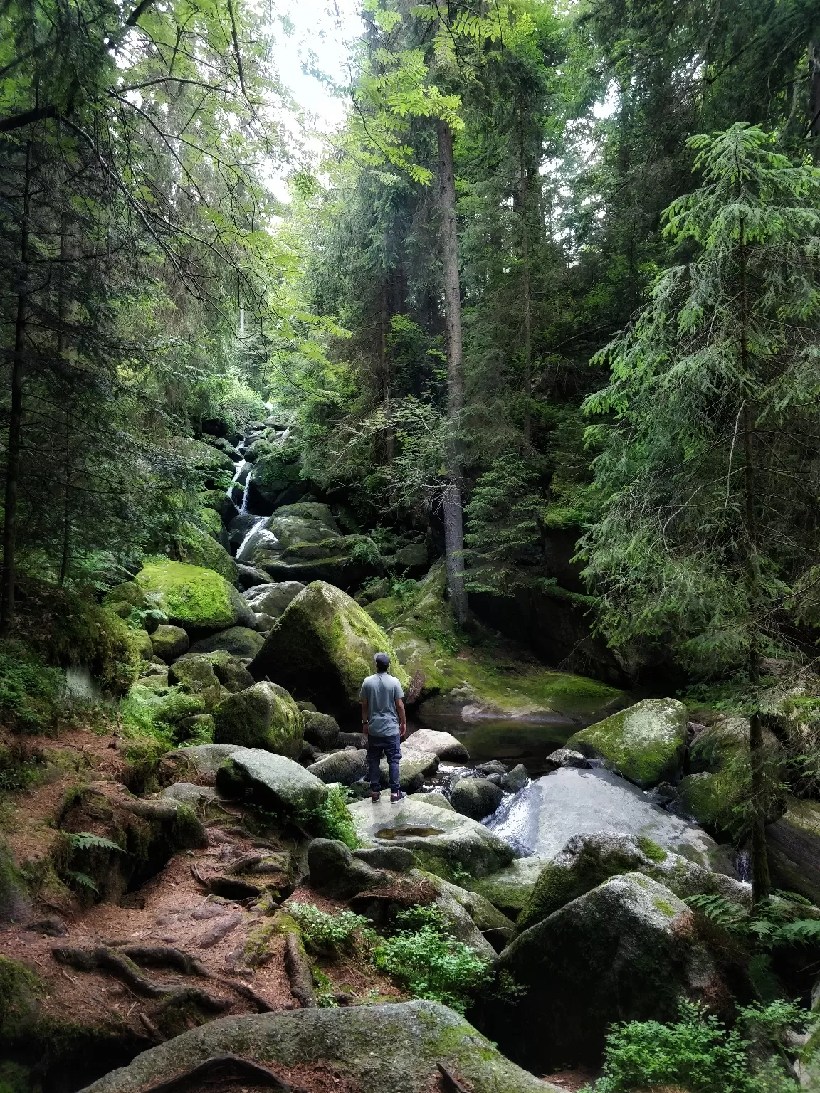 Photo of Black Forest By Gopu Ganesh