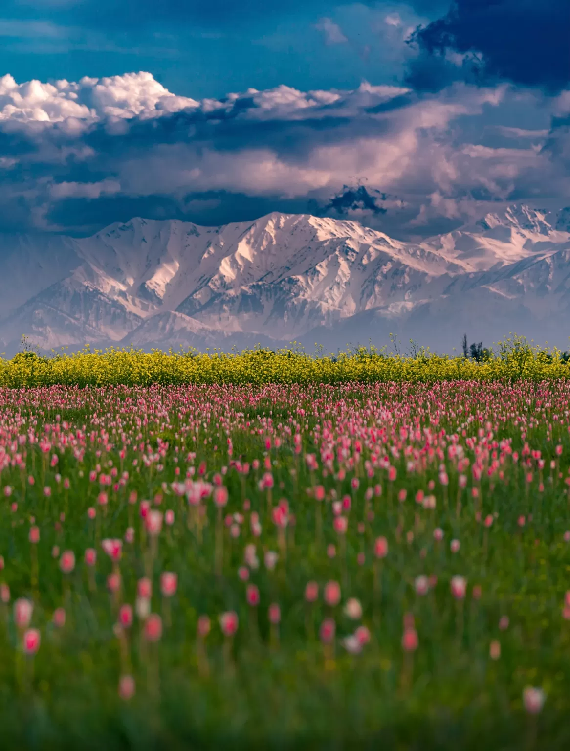 Photo of Pampore By Waleed tak