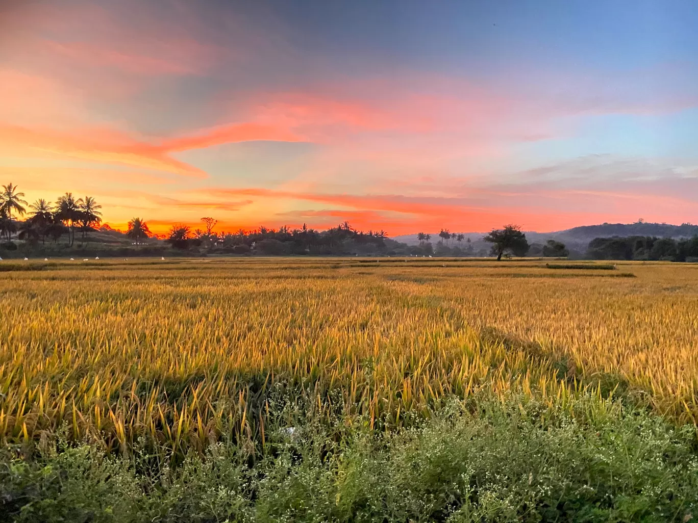 Photo of Hosur By Niveditha Sharma