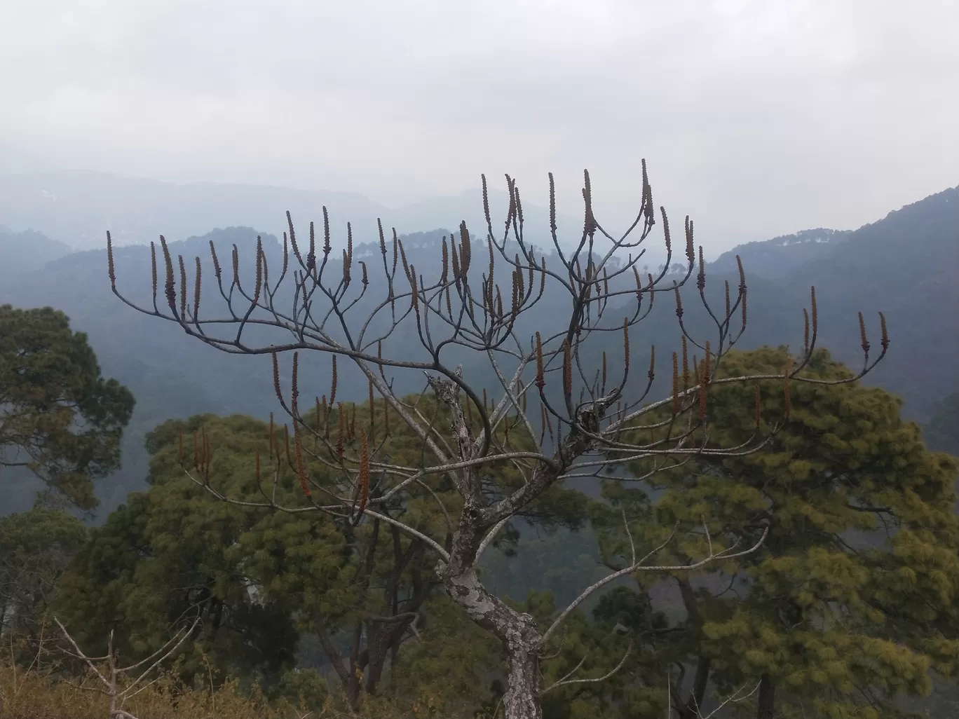 Photo of Sattal By vishnu dwivedi