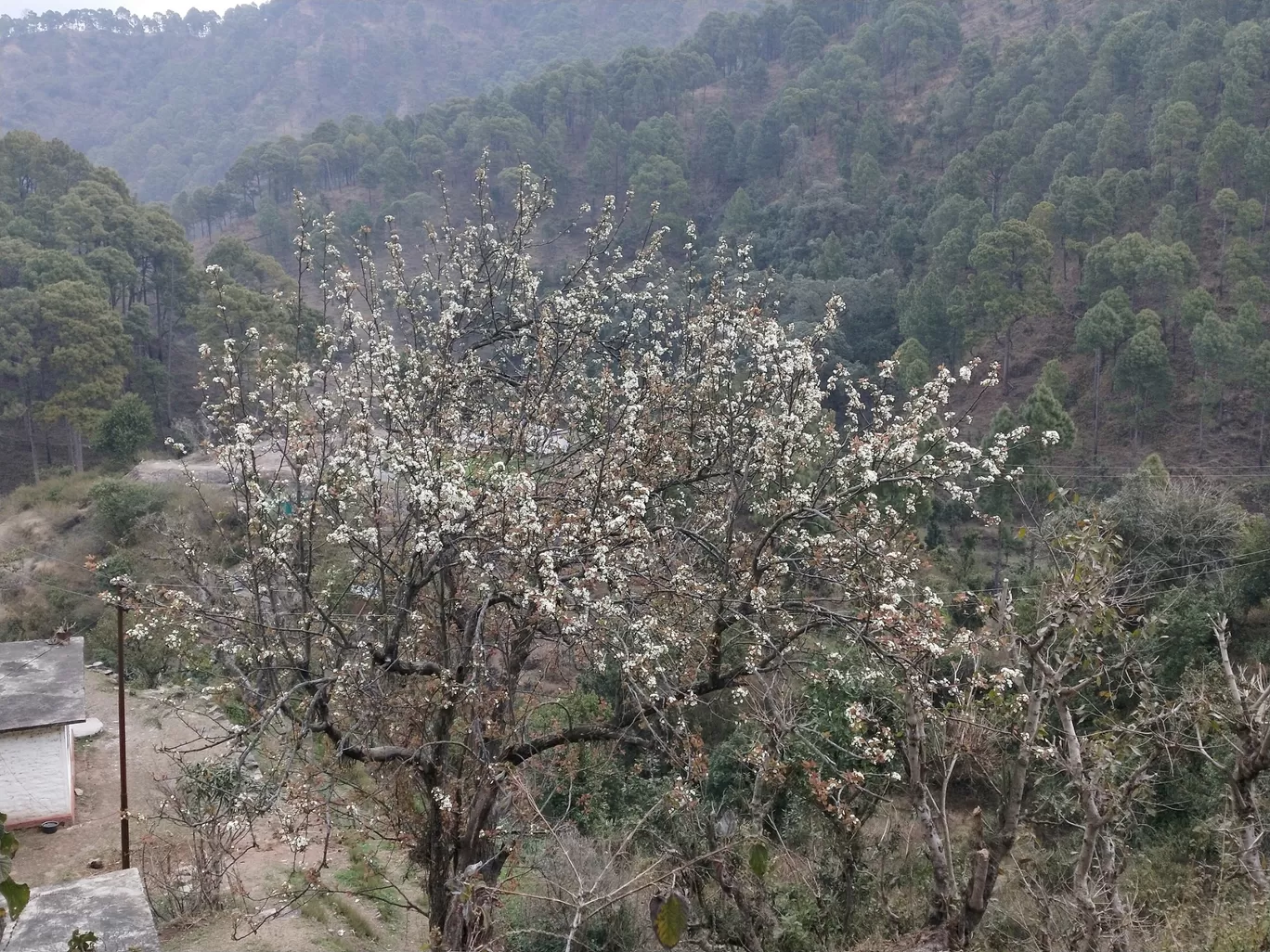 Photo of Sattal By vishnu dwivedi