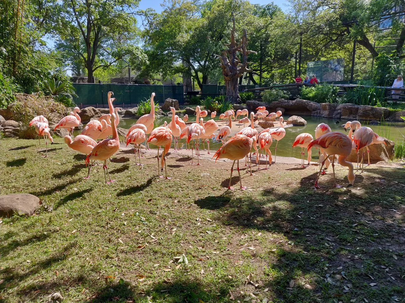Photo of Houston Zoo By Shyam Kaushik