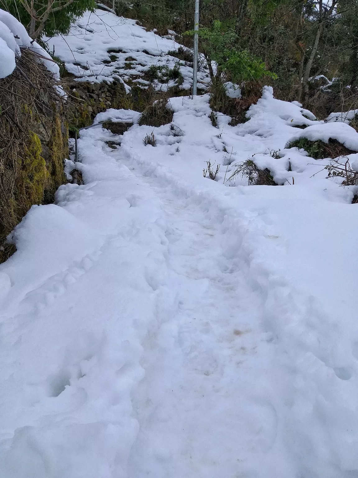 Photo of Auli Laga Joshimath By Sankalp Tripathi