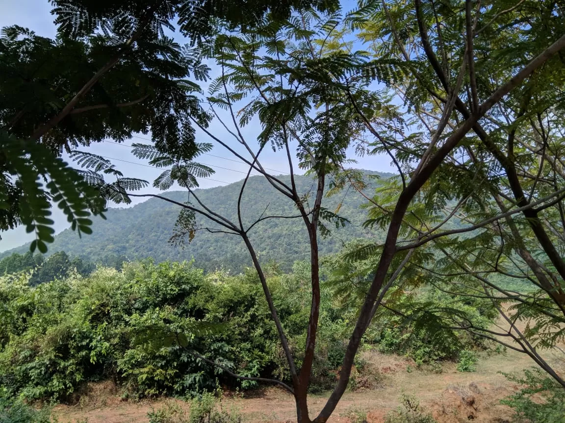 Photo of Deojhar By Shubhra Debnath