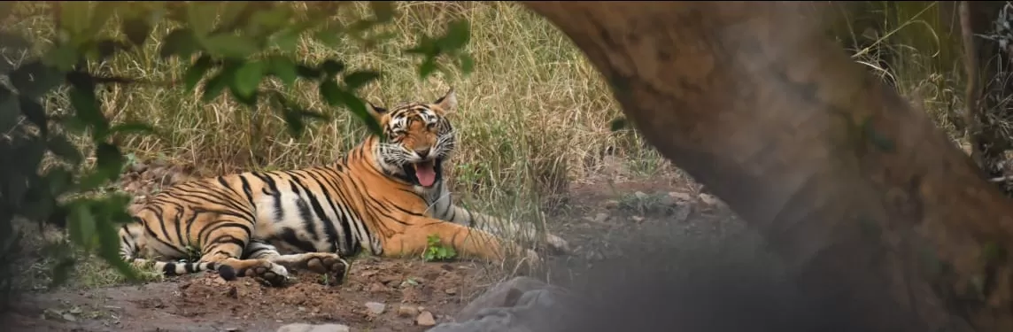 Photo of Ranthambore National Park By Dr Astha Kagrana